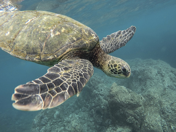 Life Below Water: Funding for Ocean Health