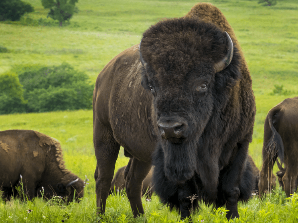 Funders Seek to Revitalize Indigenous Traditions