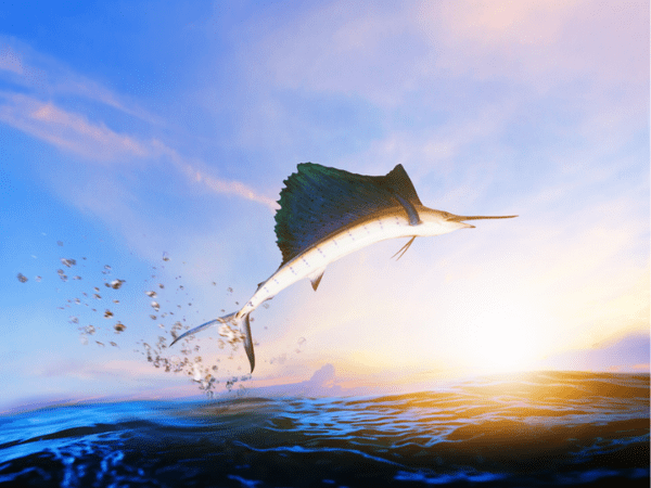 The Old Man and the Search for Grants