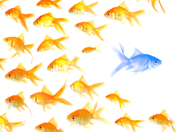 Expectations Versus Reality in Applying for Grants